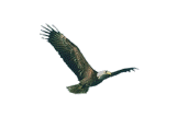 Aigle.jpg (16009 octets)