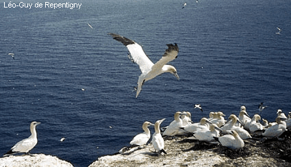 a_Fou_Bassan_colonie15.gif (85818 octets)